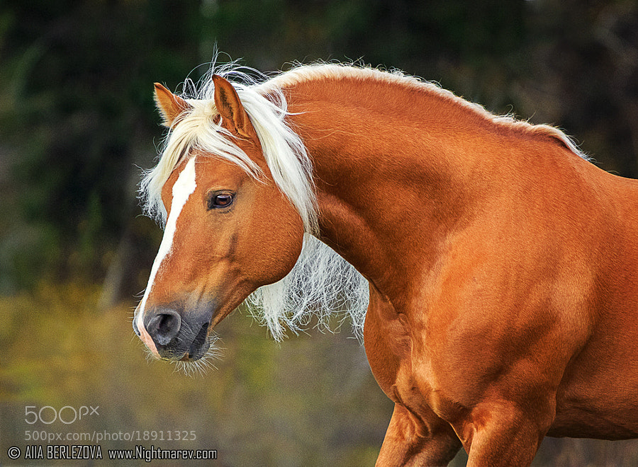 Antares, Blond Stallion, by Alla Berlezova