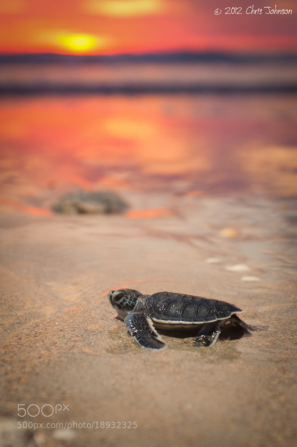 Baby turtle - Photograph Fiery dawn by Chris Johnson on 500px