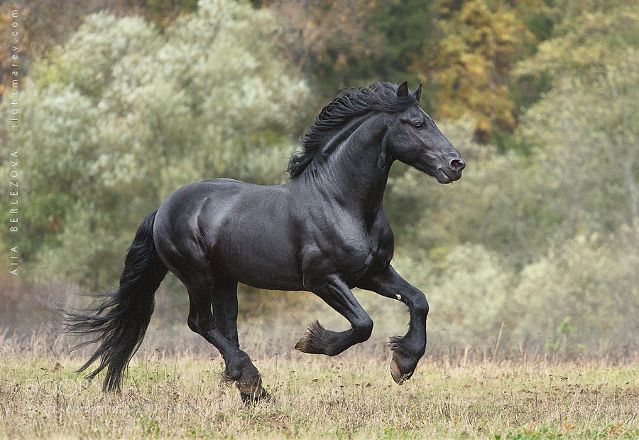 Running Free, Wilko the Black Stallion, by Alla Berlezova