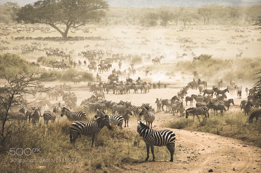 Photograph zebra migration by vaai on 500px