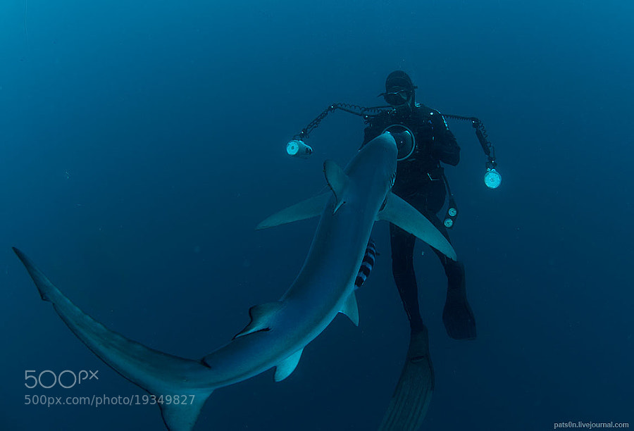Photograph blue shark story #1 by Alexander Safonov on 500px