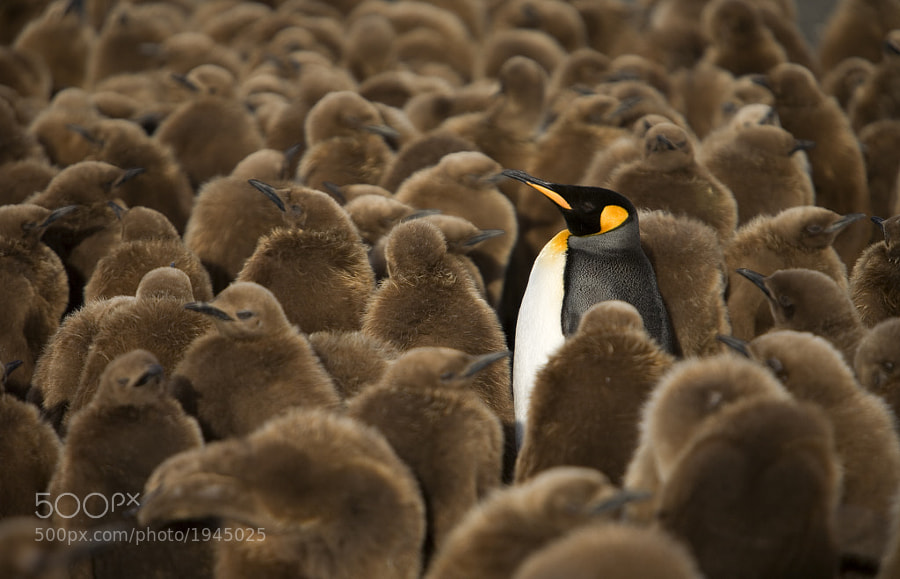 Photograph Why am I here?????? by Steve Shuey on 500px