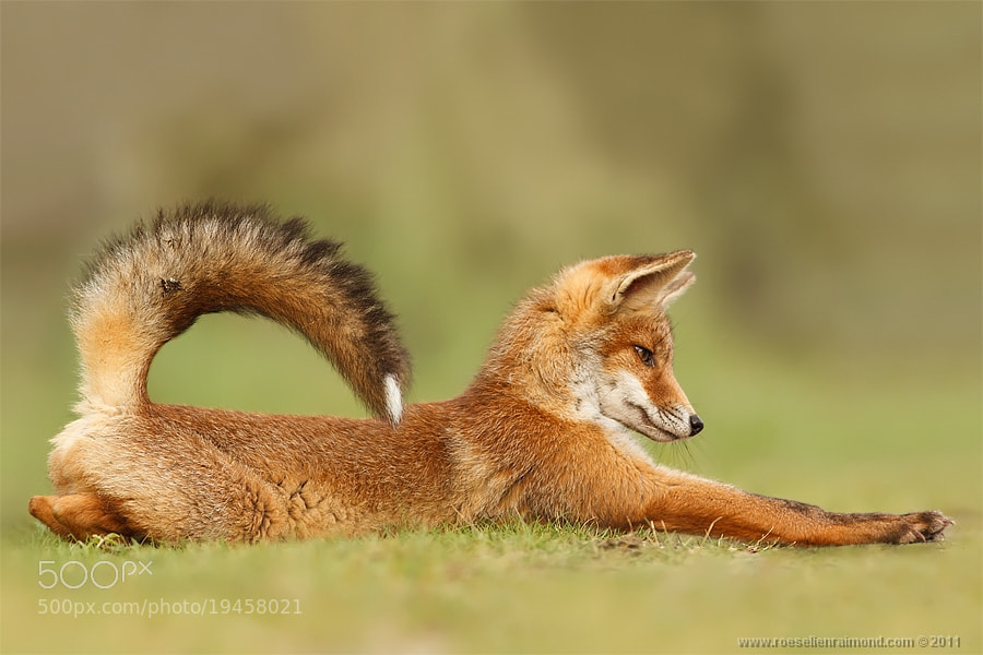 Photograph StretchFox by Roeselien Raimond on 500px