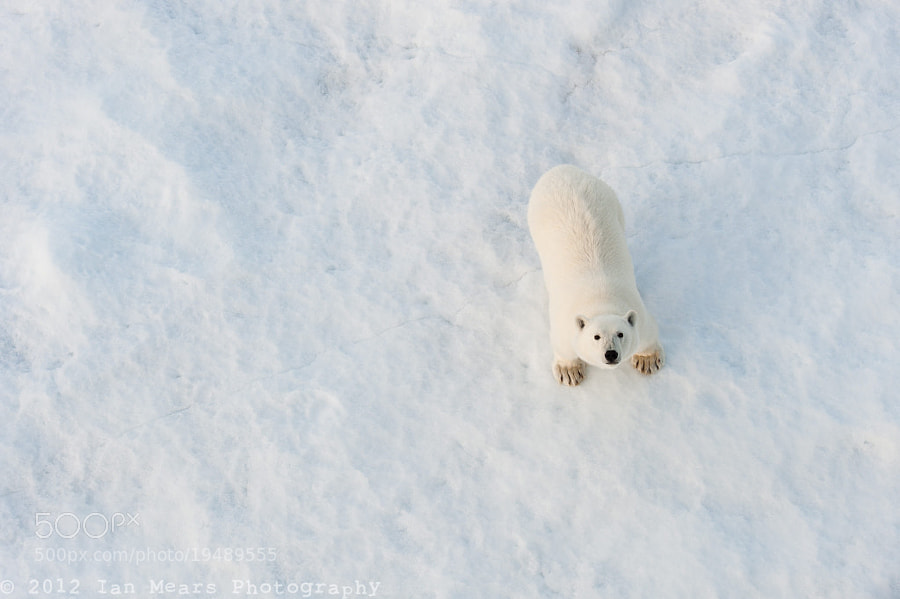 Photograph Polar Bear by Ian Mears on 500px
