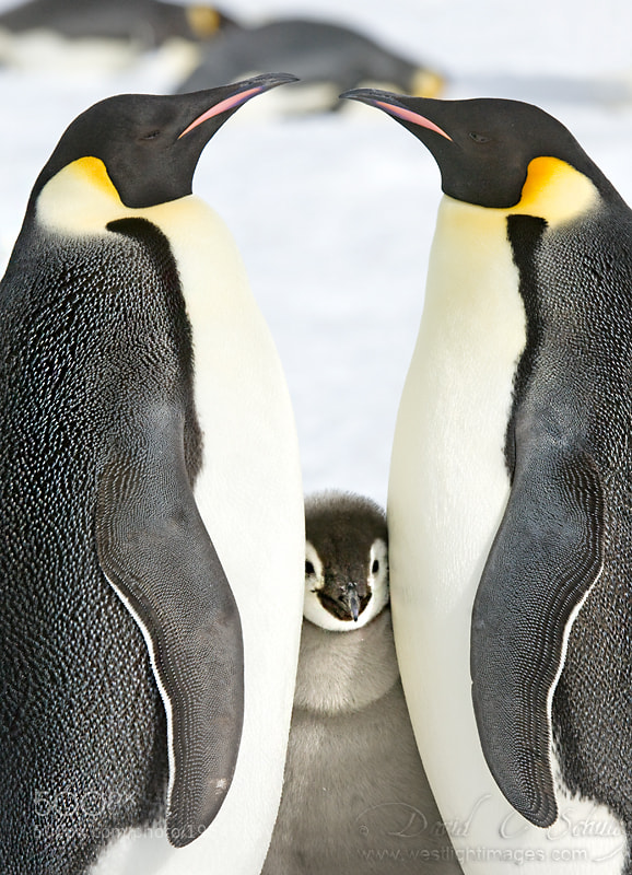 Emperor Penguins with a chick on the sea ice near Snow Hill Island, Antarctica