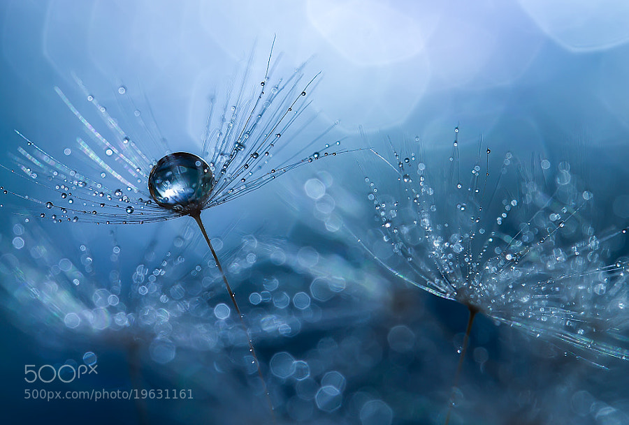 Photograph Pearl & Pearls by Miki Asai on 500px