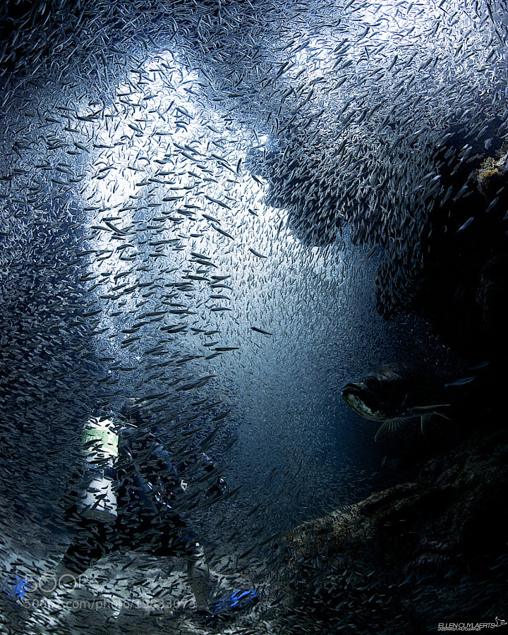 Photograph Diver immersed in silversides by Ellen Cuylaerts on 500px