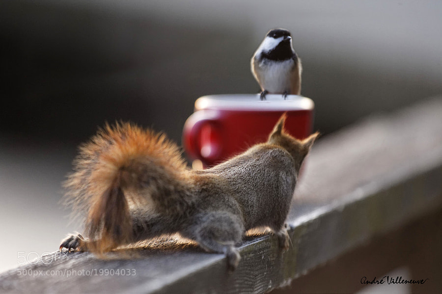 Photograph Coffee for two by Andre Villeneuve on 500px