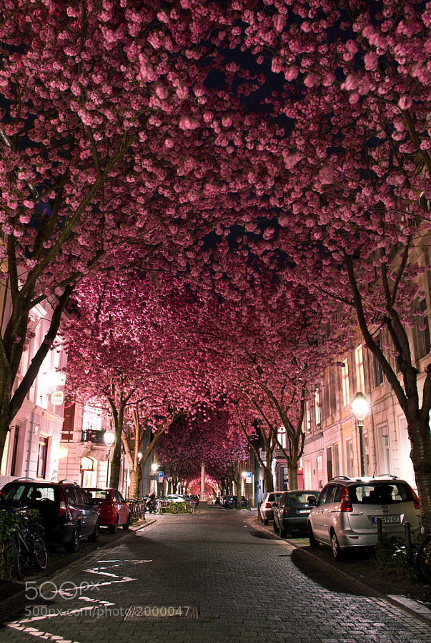 Photograph Cherry Blossom Avenue by Marcel Bednarz on 500px