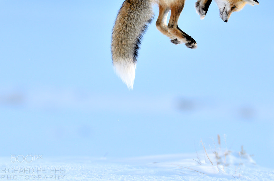 Photograph Snow Pounce by Richard Peters on 500px