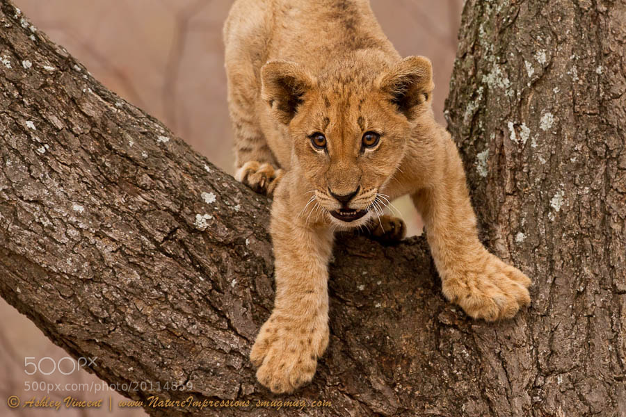 How Do I Get Down by Ashley Vincent