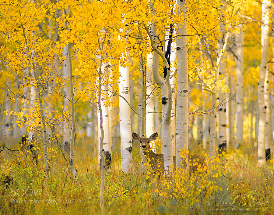 A Deer in Autumn Aspens by David C. Schultz