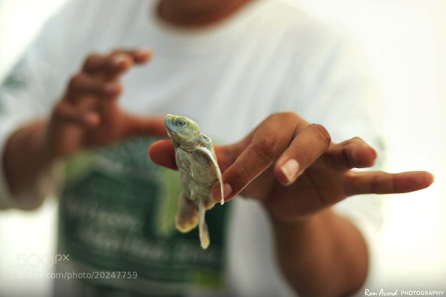 Baby turtle - Photograph 1 in 8000 by Ron Acord on 500px