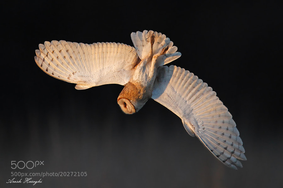 Photograph Diving Barn Owl by Ari Hazeghi on 500px