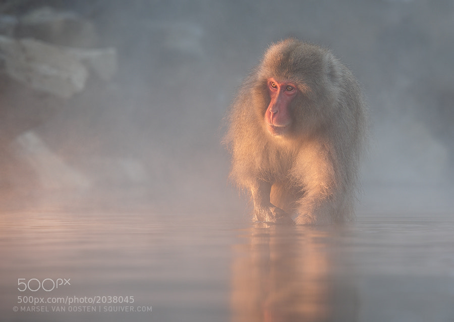 Photograph Nature Photographer Of The Year by Marsel van Oosten on 500px