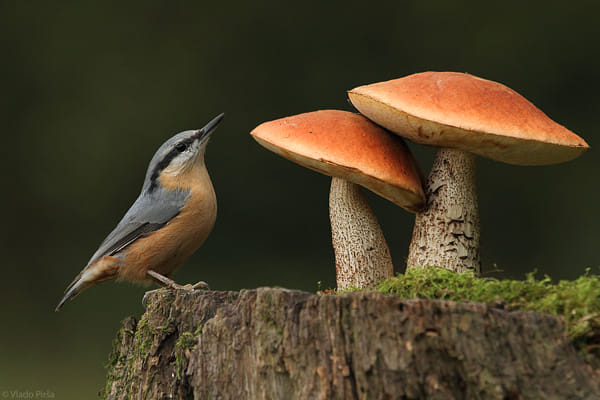 bird and two mushrooms by Vlado Pirša on 500px.com