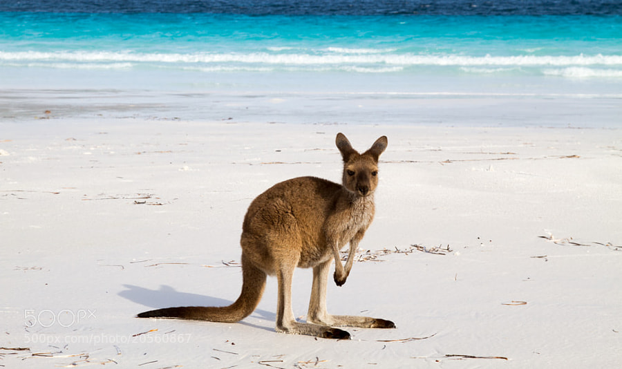 Lucky Roo @ Lucky Bay by Hans Fischer on 500px.com