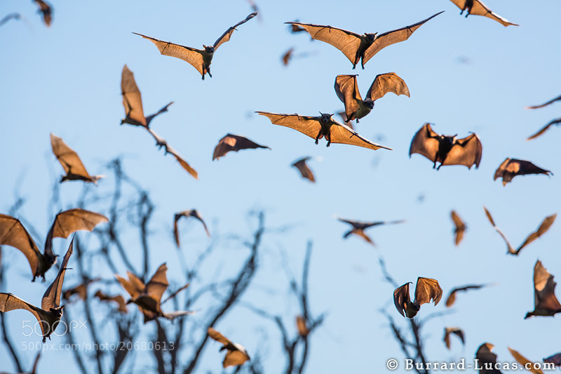 Photograph Fruit Bats, Zambia by Will Burrard-Lucas on 500px