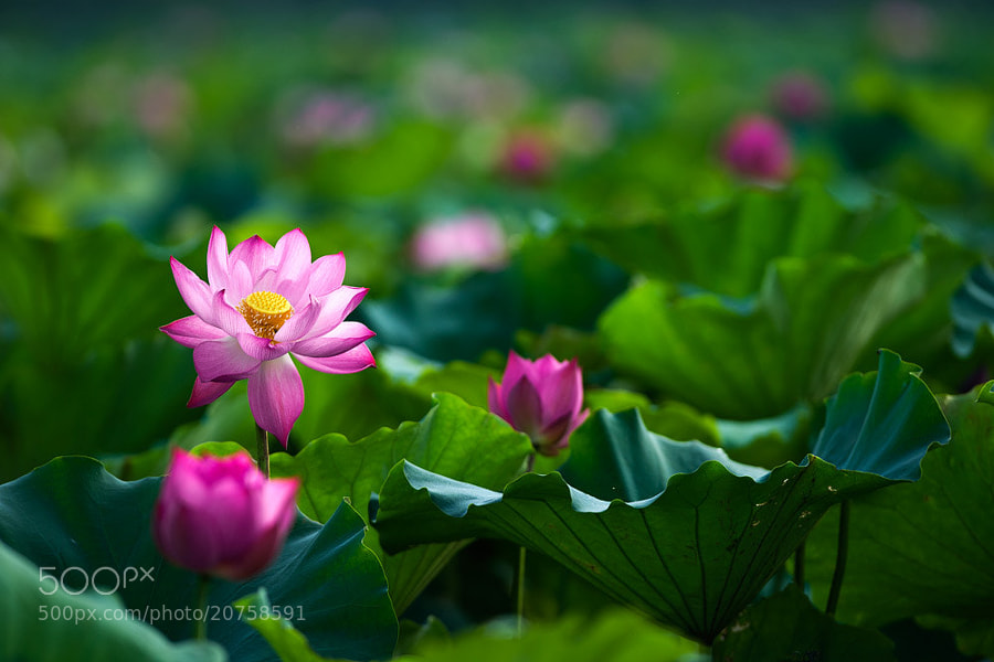 Photograph Lotus by Hai Thinh on 500px