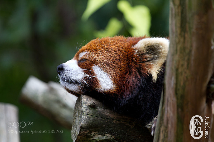 cute red pandas -Photograph "Ah, Relaxing!" by Christian Gross on 500px