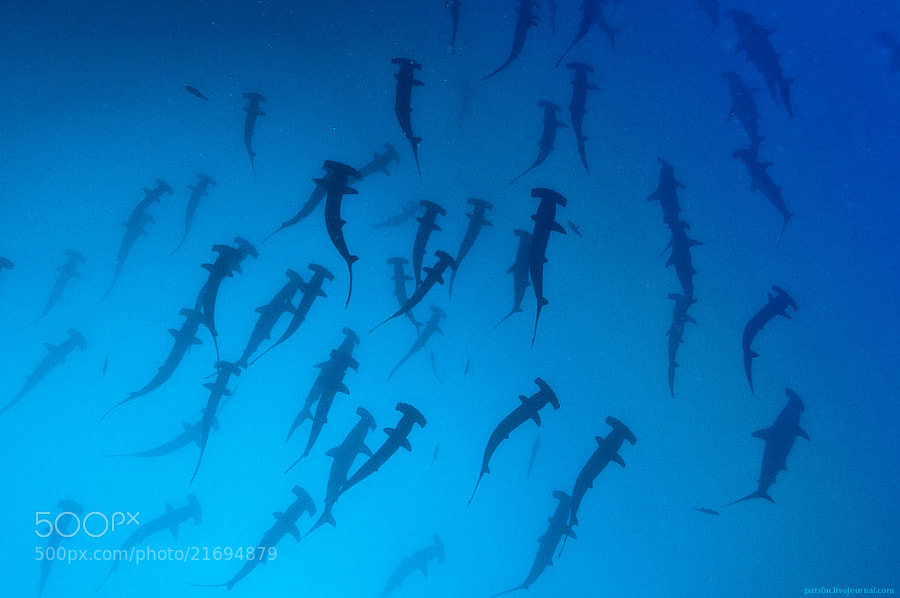 Photograph My God, it's full of hammerheads ! by Alexander Safonov on 500px