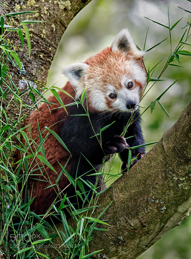 Photograph Lunchtime with Panda! by Sue Demetriou on 500px