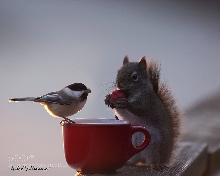 Photograph A gift exchange by Andre Villeneuve on 500px