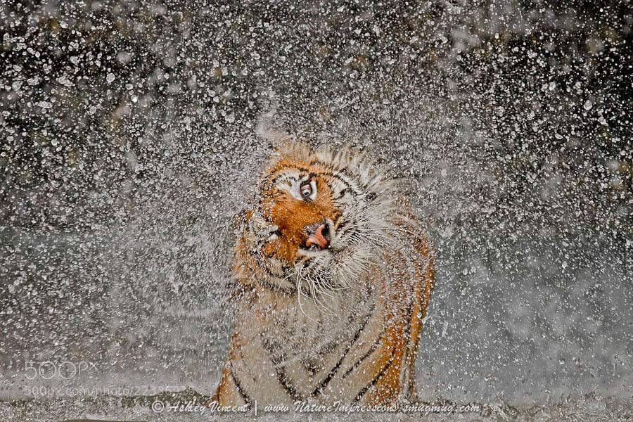 Photograph 2012 Nat Geo Recognition by Ashley Vincent on 500px