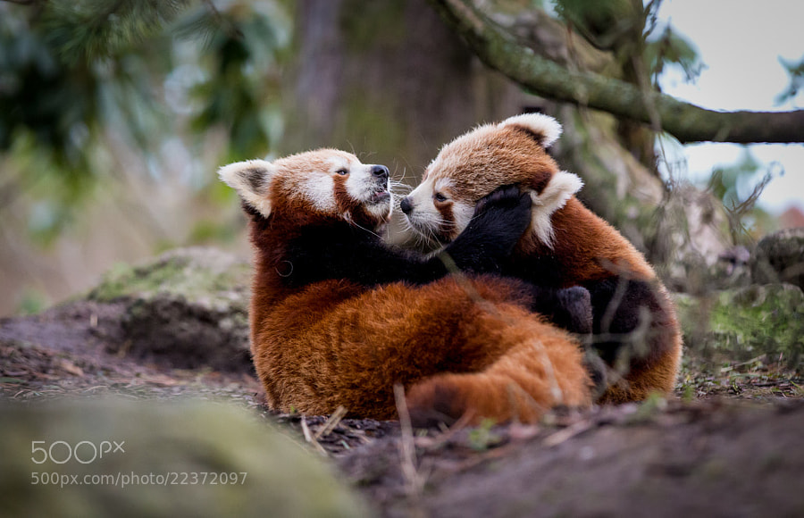 Photograph Playing red panda cubs by Frank Rønsholt on 500px