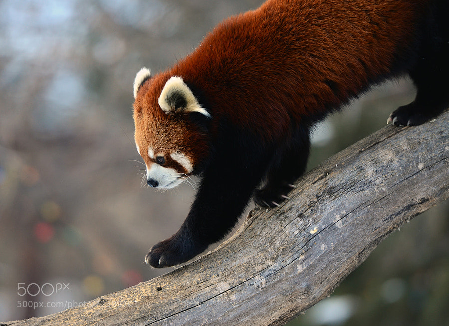 Photograph Red Panda by Thomas Kennedy on 500px