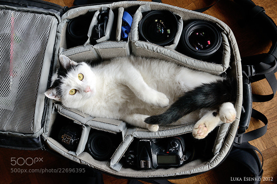 Photograph Olympus meow by Luka Esenko on 500px