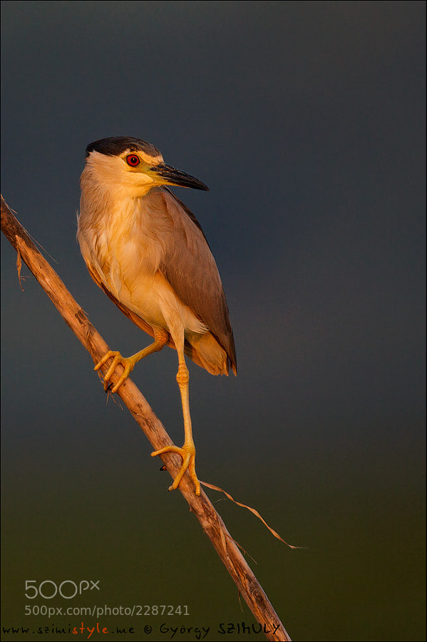 Photograph Black-crowned Night Heron (Nycticorax nycticorax) by Gyorgy Szimuly on 500px