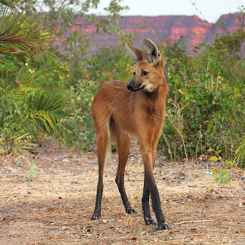 Photograph Maned Wolf by Sean Crane on 500px