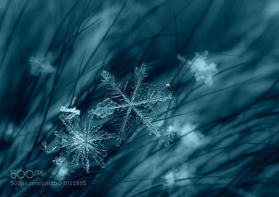 Snowflake #2 by Evgenia Andryukova on 500px.com