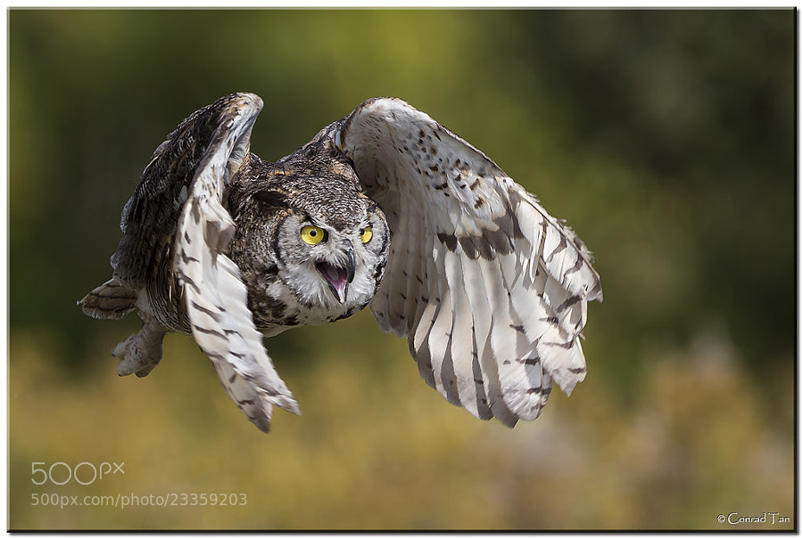 Photograph Great Horned Owl by Conrad Tan on 500px
