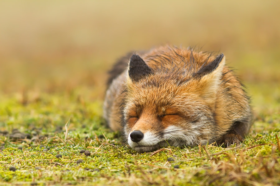 Photograph Zen Fox by Roeselien Raimond on 500px