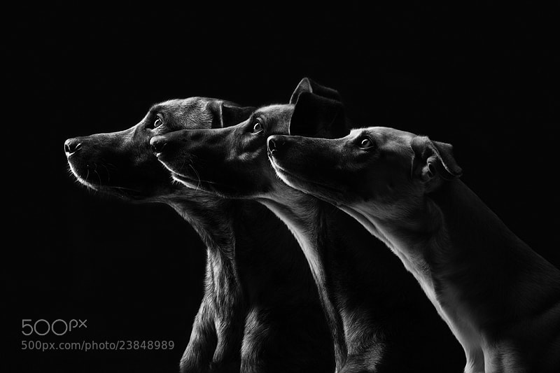 Photograph All the good dogs by Elke Vogelsang on 500px