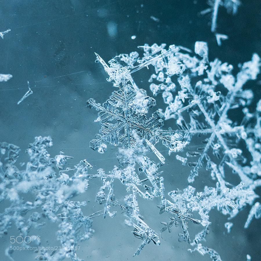 Snow by Ludmila Kudinova on 500px.com