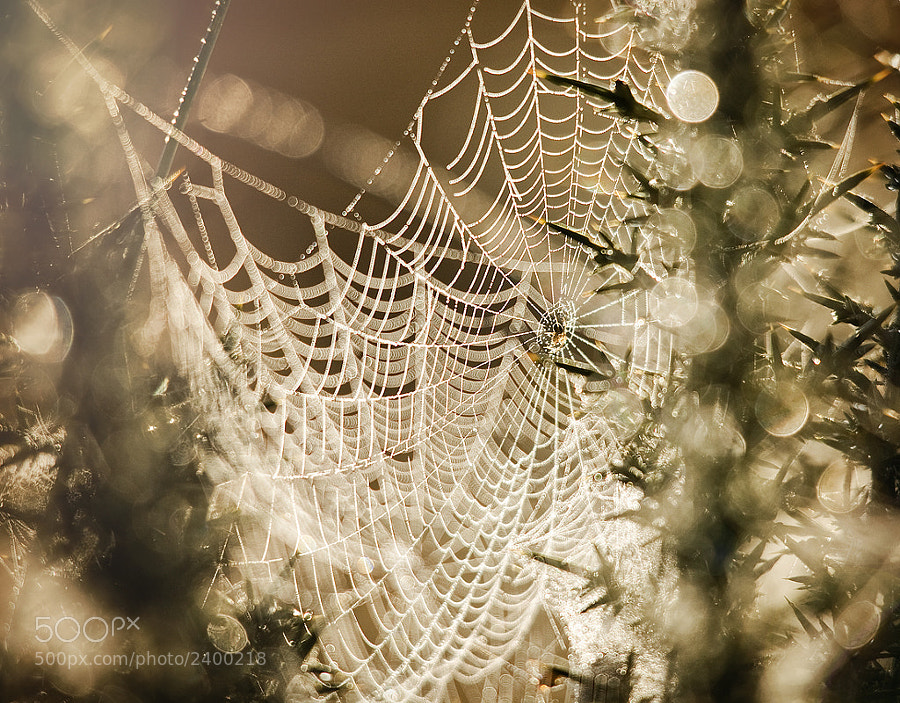 Morning Spiderweb by Gary McParland