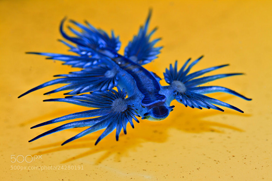 Photograph Blue Dragon by Steve Passlow on 500px