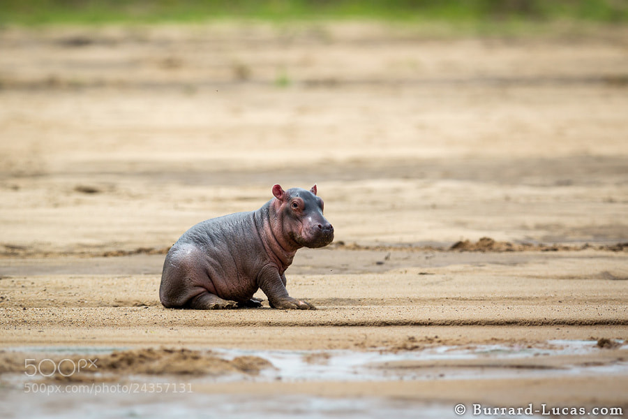 Photograph Baby Hippo by Will Burrard-Lucas on 500px