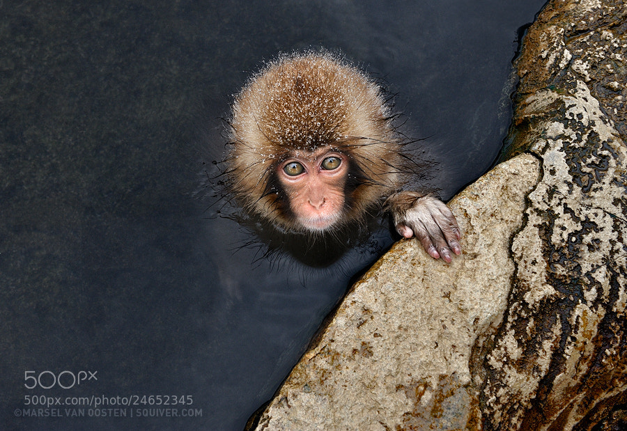 Photograph Little Guy by Marsel van Oosten on 500px