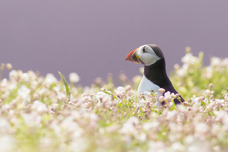 Photograph puffin in pink by Mark Bridger on 500px