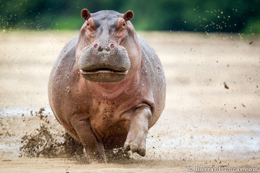 Photograph Angry Hippo by Will Burrard-Lucas on 500px