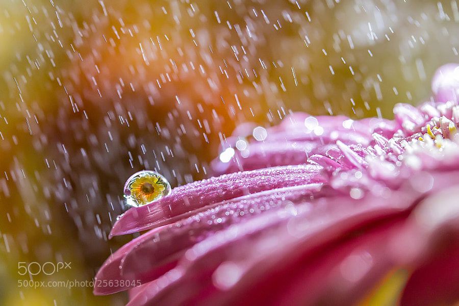 Photograph Rainy flower by Miki Asai on 500px