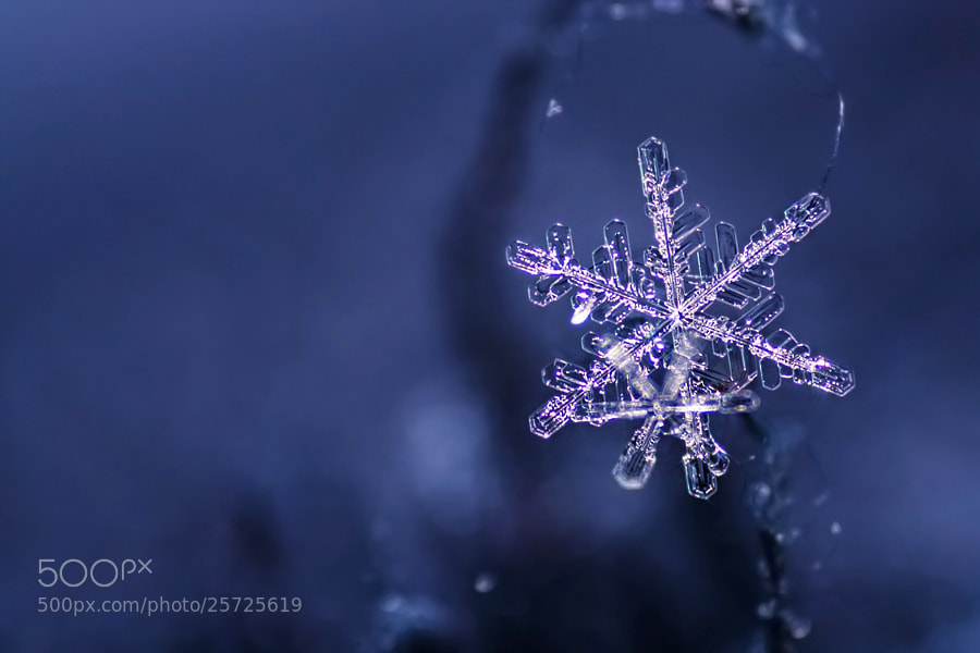 Winter star by Heaven Man on 500px.com