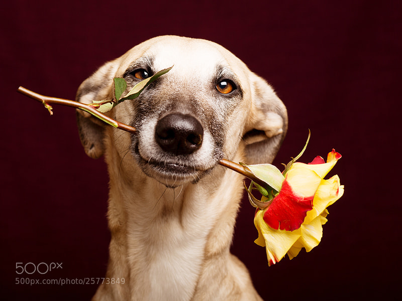 Photograph Be my valentine by Elke Vogelsang on 500px