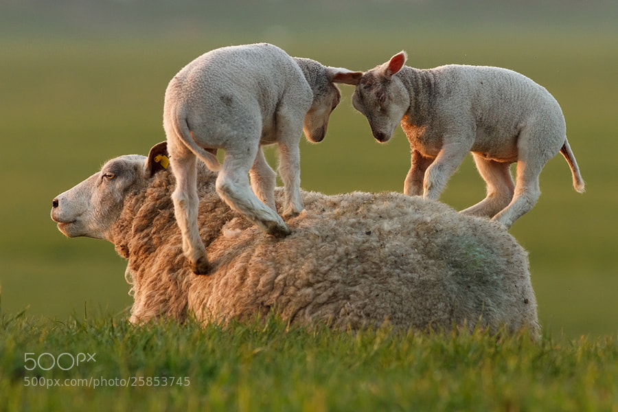 Photograph Leapsheeping Lambs by Roeselien Raimond on 500px