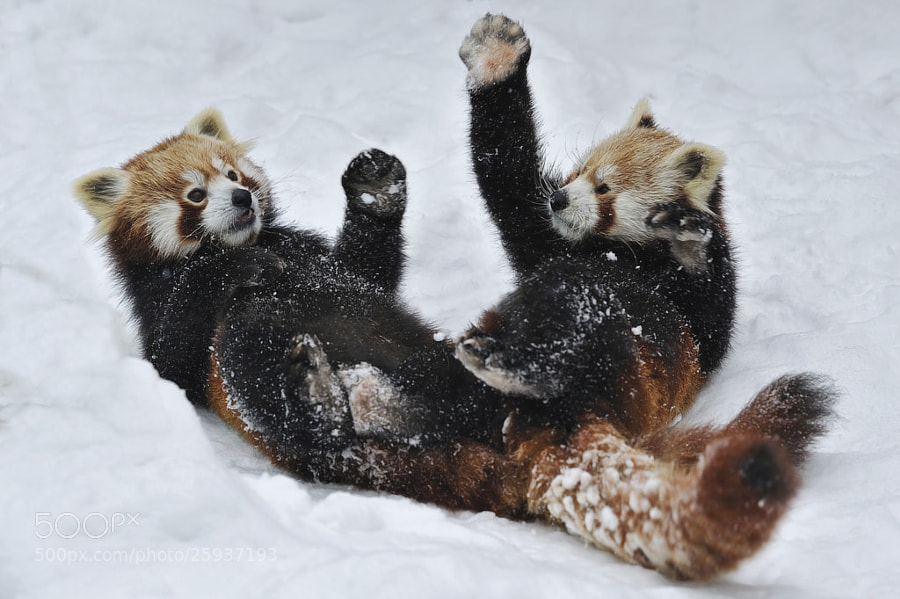cute red pandas -Photograph Red Pandas Snow Fun by Josef Gelernter on 500px