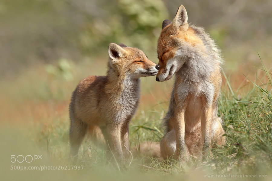 Photograph Fox Felicity by Roeselien Raimond on 500px